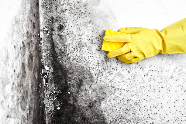 Mold Odor Removal Services in Hannibal, MO